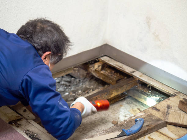 Best Affordable Mold Removal  in Oakley, CA