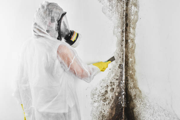 Best Mold Testing  in Oakley, CA