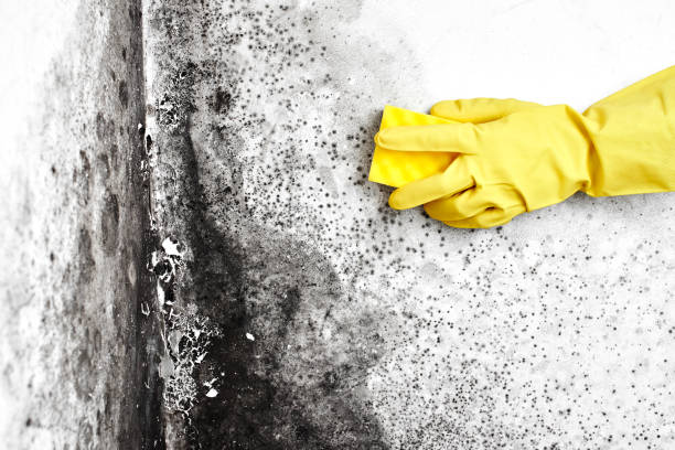 Best Mold Remediation Services  in Oakley, CA
