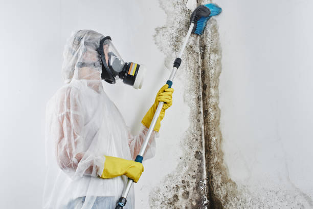 Certified Mold Removal in Oakley, CA
