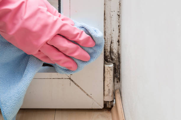 Best Black Mold Removal  in Oakley, CA