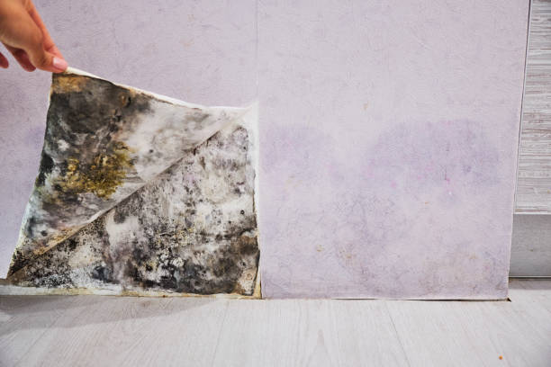 Best Mold Removal Near Me  in Oakley, CA